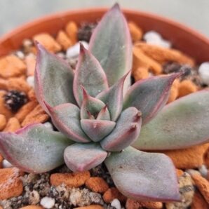 Echeveria "SAGITA"