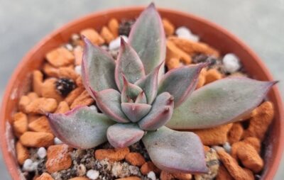 Echeveria "SAGITA"