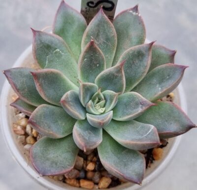 Echeveria "SAGITA" - Зображення 2