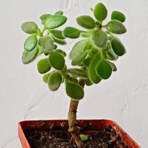 Plectranthus tomentosa