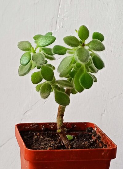 Plectranthus tomentosa