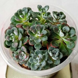 Sedum spathulifolium 'Cape Blanco'