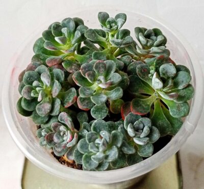 Sedum spathulifolium 'Cape Blanco'