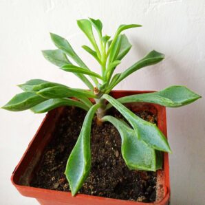 Senecio kleiniiformis