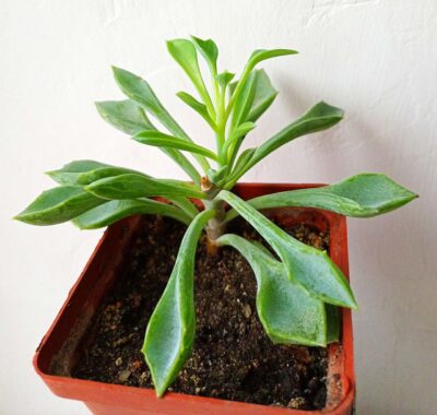 Senecio kleiniiformis
