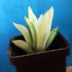Haworthia retusa f. variegata