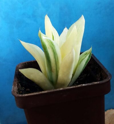 Haworthia retusa f. variegata