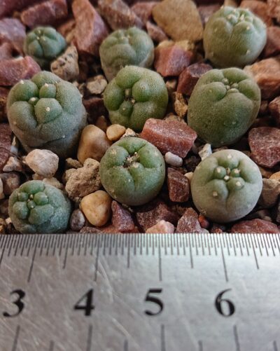 Lophophora Fricii Gigantea KS 198 PK ШВ