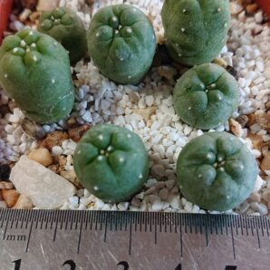 Lophophora Fricii albiflorus Viesca Coah RS 404