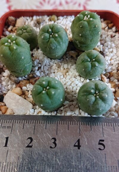 Lophophora Fricii albiflorus Viesca Coah RS 404 - Зображення 2