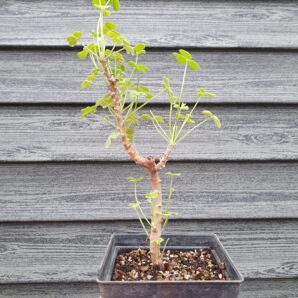Oxalis gigantea | 78