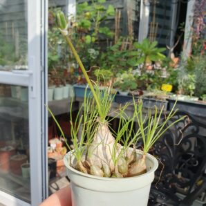 Albuca polyphylla