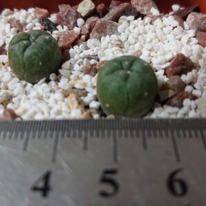 Lophophora jourdaniana PP