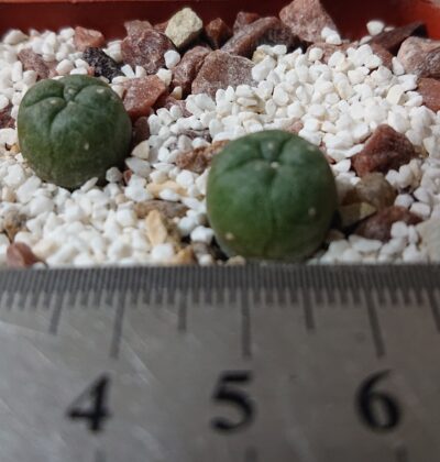 Lophophora jourdaniana PP