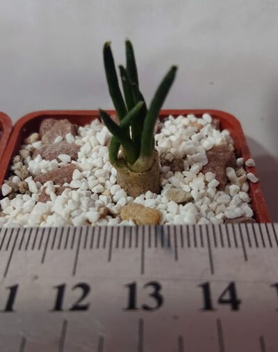 Ariocarpus kotschoubeyanus v albiflorus, TulaTAM, RS 603 - Зображення 4