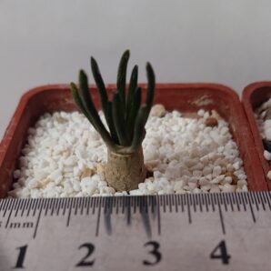 Ariocarpus kotschoubeyanus v albiflorus, TulaTAM, RS 603
