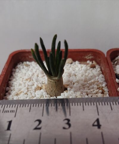 Ariocarpus kotschoubeyanus v albiflorus, TulaTAM, RS 603