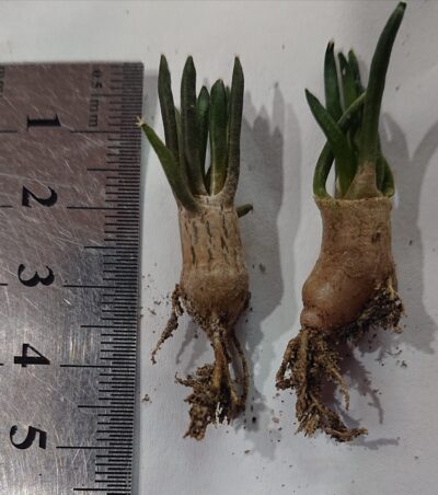 Ariocarpus kotschoubeyanus v albiflorus, TulaTAM, RS 603 - Зображення 2