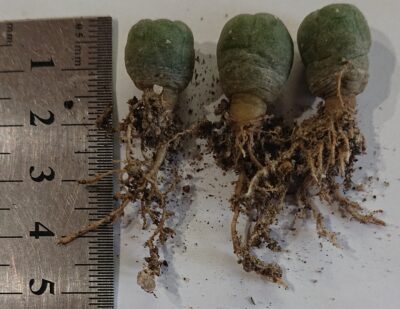 Lophophora jourdaniana PP - Зображення 2