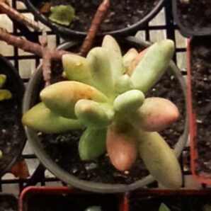 Pachyphytum oviferum x viride
