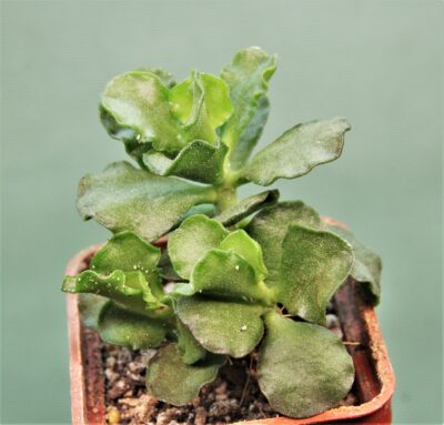 adromischus-cristatus-var.-zeyheri
