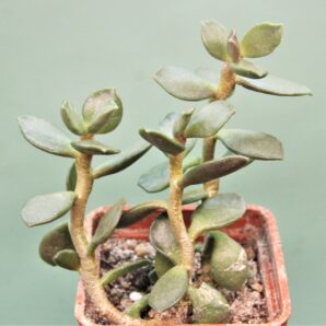 adromischus-hemisphaericus-a2