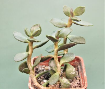 adromischus-hemisphaericus-a2