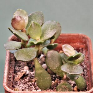 adromischus-hemisphaericus-a4