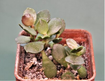 adromischus-hemisphaericus-a4