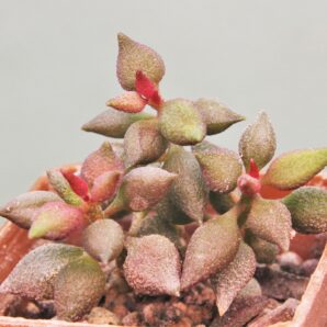 adromischus-marianiae-‘multicolor-cr1263-s2