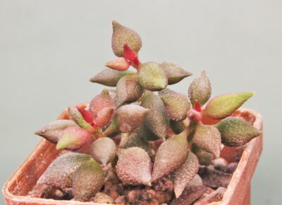 adromischus-marianiae-‘multicolor-cr1263-s2