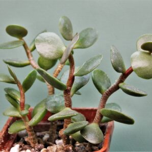 adromischus-subviridis-cr1179-bloukrans-pass.-2