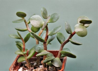 adromischus-subviridis-cr1179-bloukrans-pass.-2