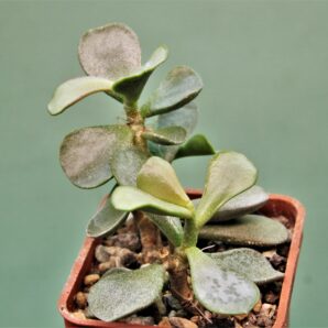 adromischus-triflorus-1