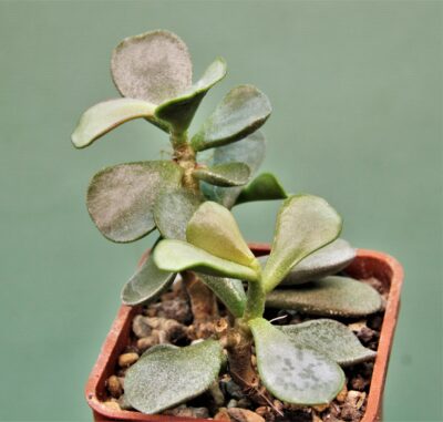 adromischus-triflorus-1