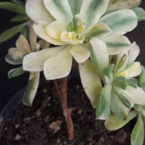 Aeonium castello paivae variegata