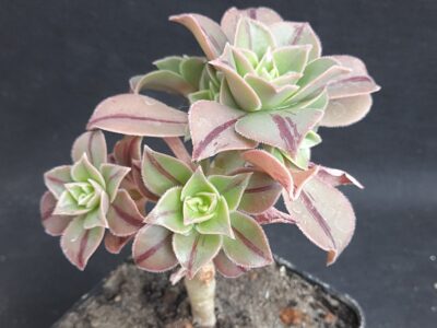 Aeonium leucoblepharum - Зображення 2