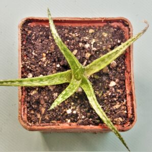 aloe-bakeri
