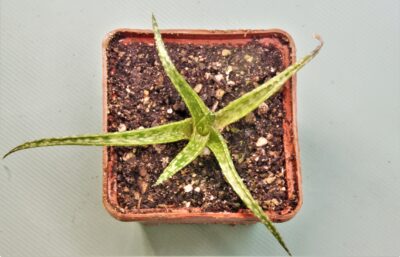 aloe-bakeri