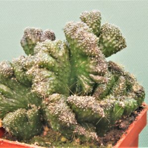 cereus-peruvianus-f.-monstrosa-1