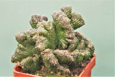cereus-peruvianus-f.-monstrosa-1