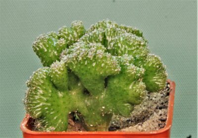cereus-peruvianus-f.-monstrosa-2 - Зображення 2