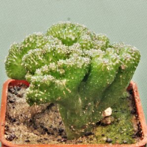 cereus-peruvianus-f.-monstrosa-2