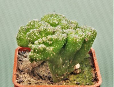cereus-peruvianus-f.-monstrosa-2