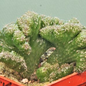 cereus-peruvianus-f.-monstrosa-3