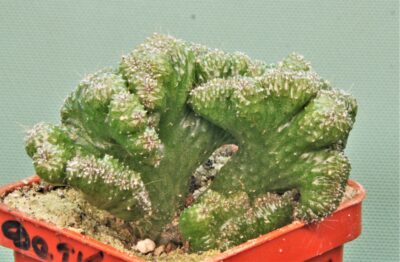 cereus-peruvianus-f.-monstrosa-3