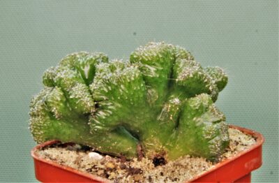 cereus-peruvianus-f.-monstrosa-3 - Зображення 2