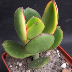 Crassula ovata Kagetsu maruba