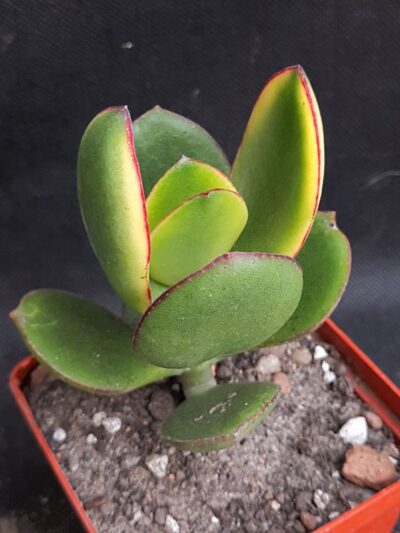 Crassula ovata Kagetsu maruba