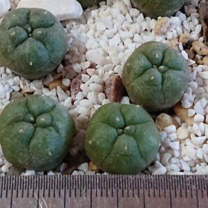 Lophophora williamsii Paras de sta.Clara SLP RS 278 | 57